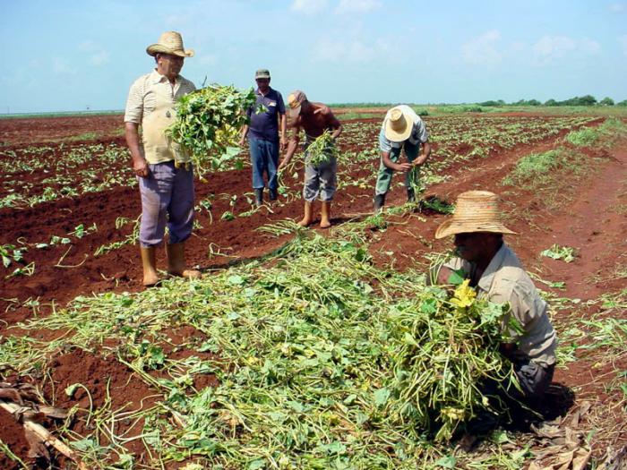 Medidas reaccionarias contra la agricultura cubana - Artículos - Cuba -  Cuba Encuentro