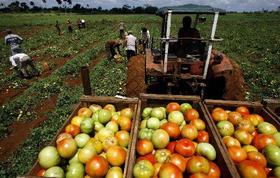 Recogida de tomates en una granja propiedad de agricultores pequeños en Cuba